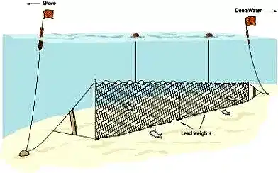 Yarı Profesyonel Sazan Ağı 50 Metre 2 Numara İp Kalınlıklı