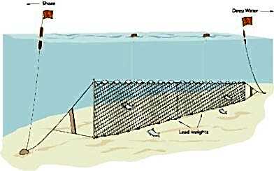 Yarı Profesyonel Sazan Ağı 50 Metre 0,20 mm Misina