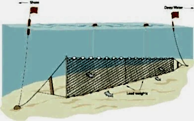 Yarı Profesyonel Turna Ağı 50 Metre 0,20 mm Misina