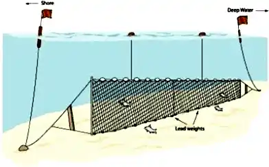Fanyalı Profesyonel Sazan Ağı 50 Metre 2 Numara İp Kalınlıklı