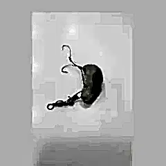 Glowlu Hırsızlı Sarımsak Zoka